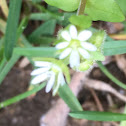 moss phlox