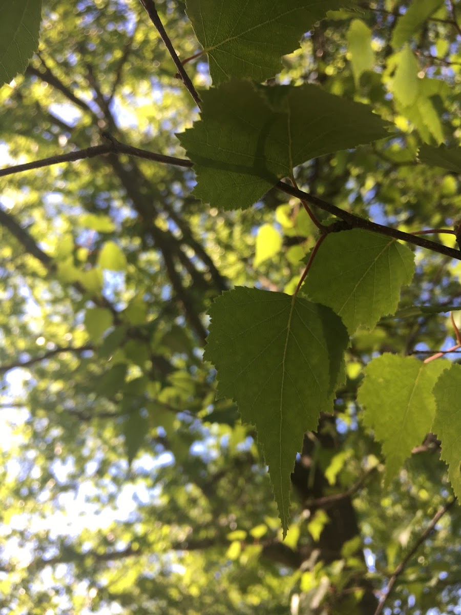 Gray Birch