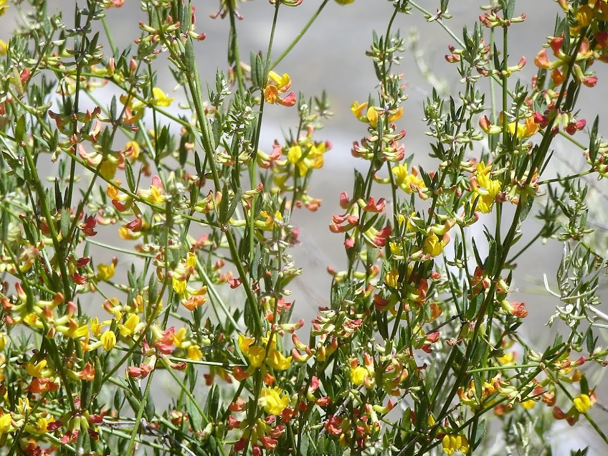 Deerweed