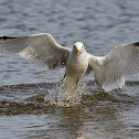 Ring-Billed Gull