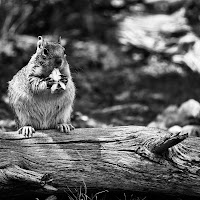 Piccole golosità per piccoli animaletti di 