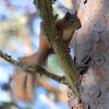 European Red Squirrel