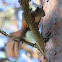 European Red Squirrel