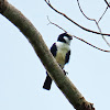 White-fronted Falconet