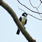 White-fronted Falconet