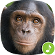 Download Appp.io - Chimpanzee sounds For PC Windows and Mac 1.0.2