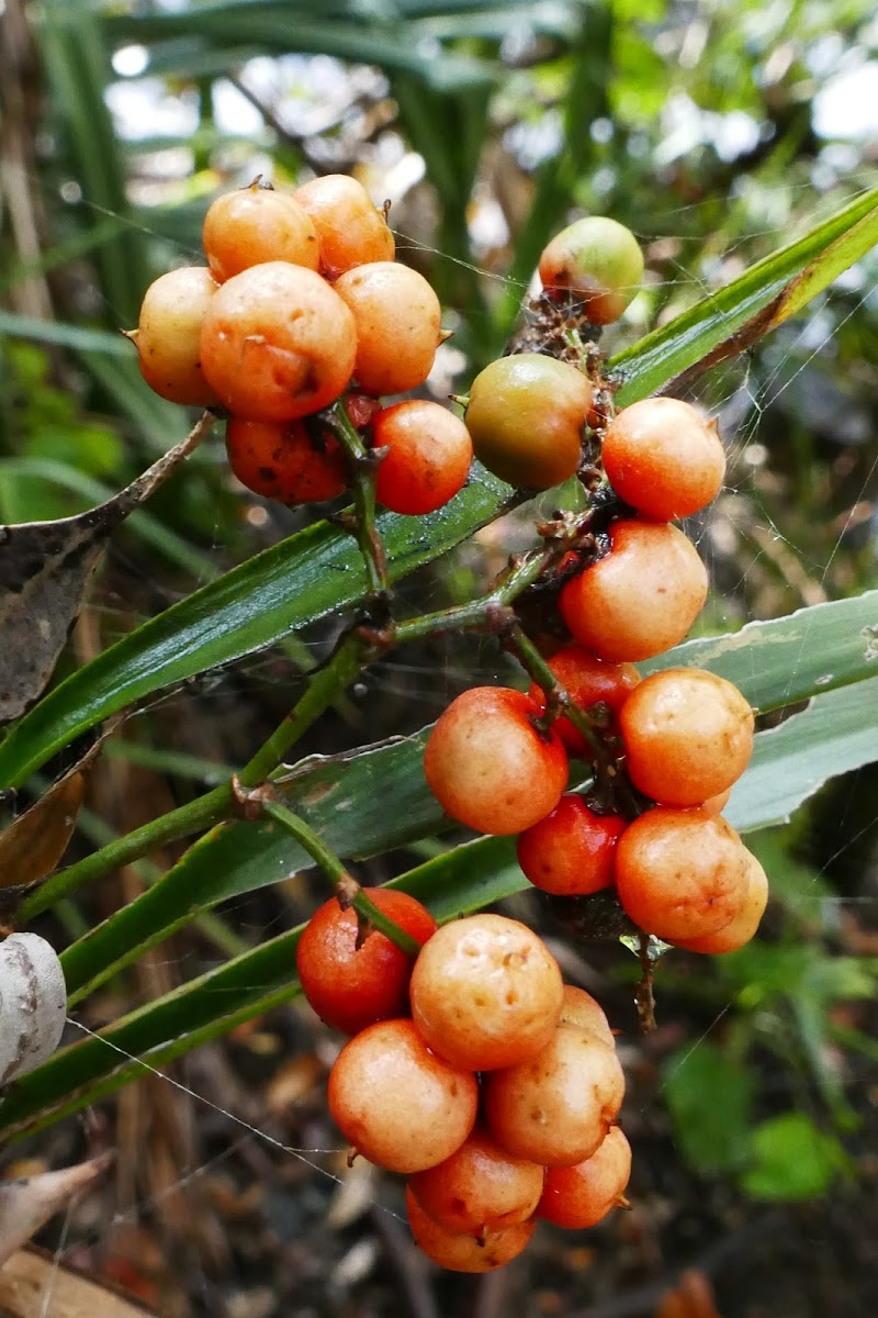 Narrow-leaved Palm Lily (fruiting)