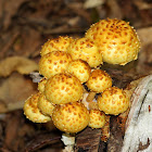 Pholiota Mushrooms