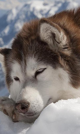 ハスキー犬の壁紙