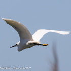 Little Egret; Garceta Común