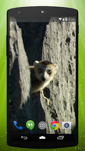 Lemur Live Wallpaper