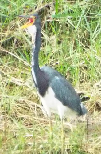 Tricolored Heron