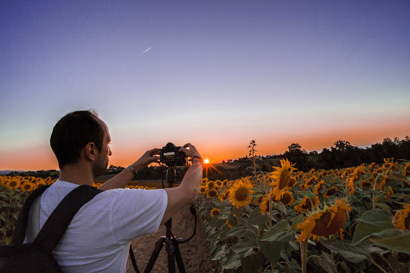 girasoli di Cinzia_torelli