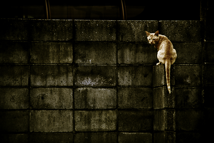 Il bullo del quartiere di Frisonfotografia