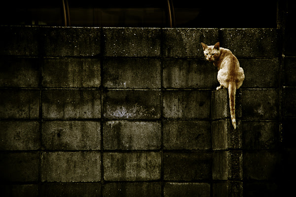 Il bullo del quartiere di Frisonfotografia