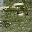 Blue Winged Teal