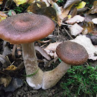 Bulbous Honey Fungus