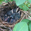 Gray Catbird