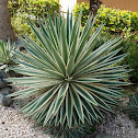 Aloe Plant