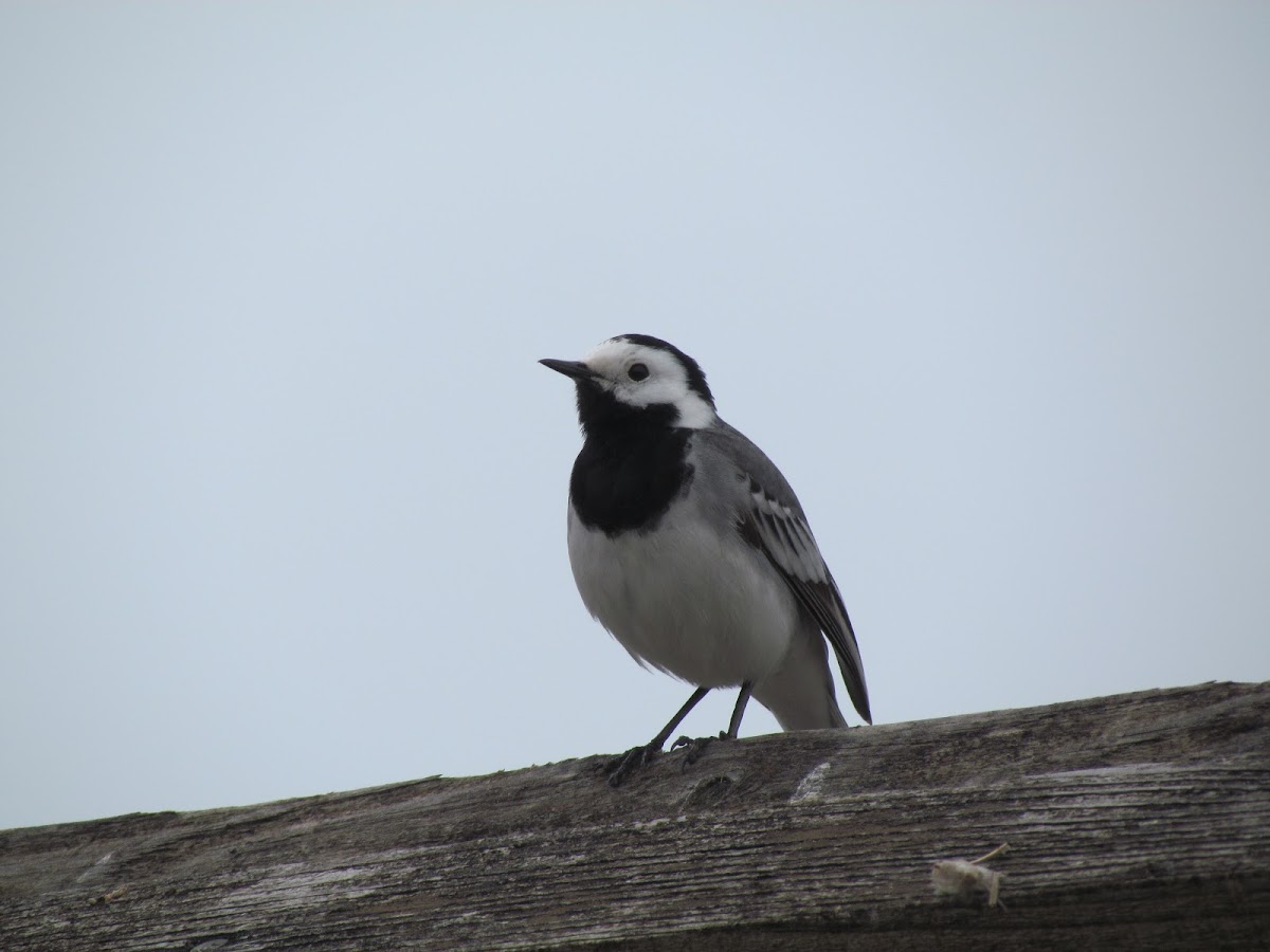 White wagtail