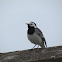 White wagtail