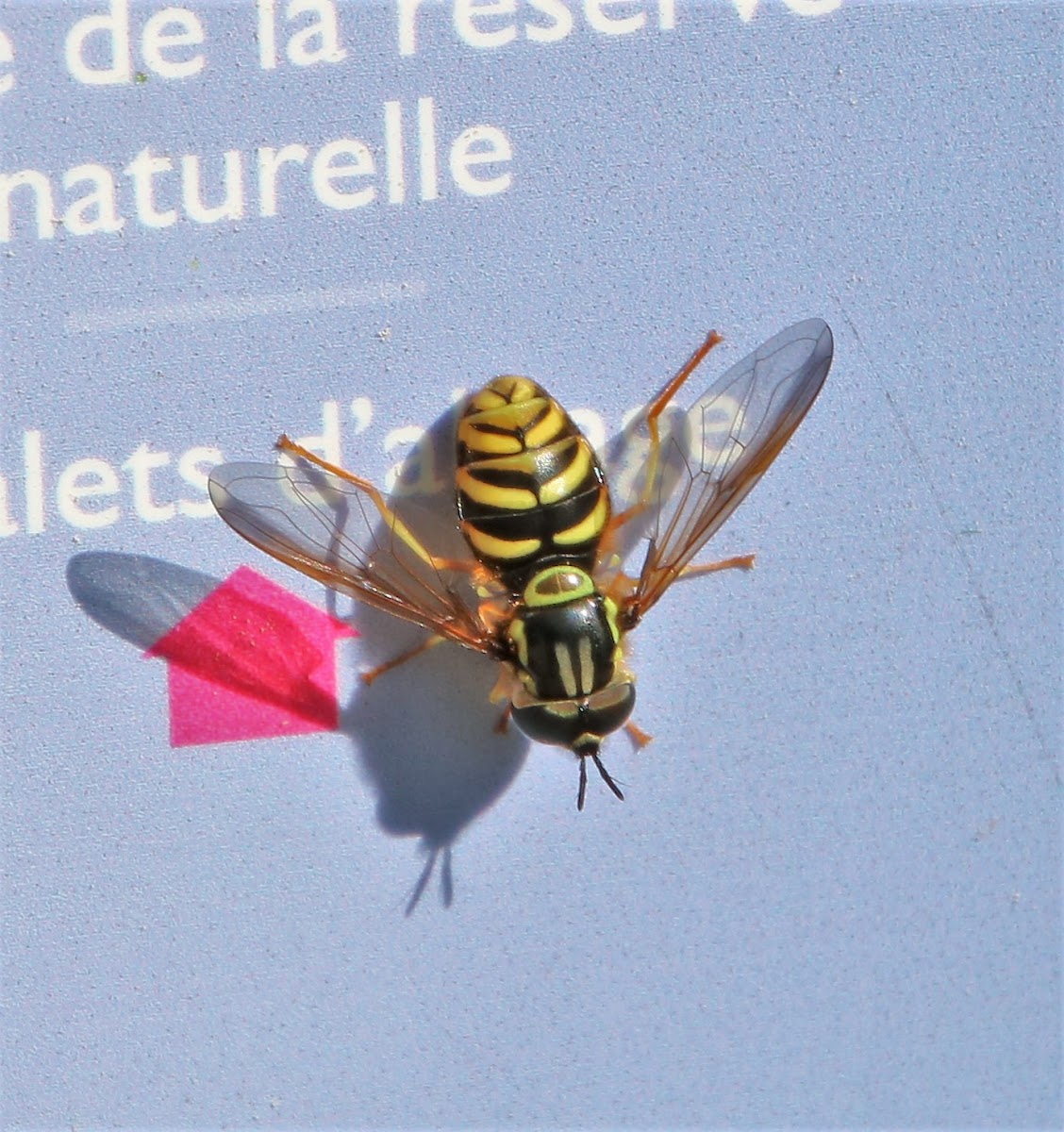 Hoverfly