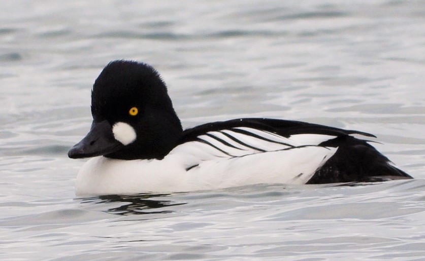 Common Goldeneye (male)