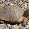 Desert Box Turtle