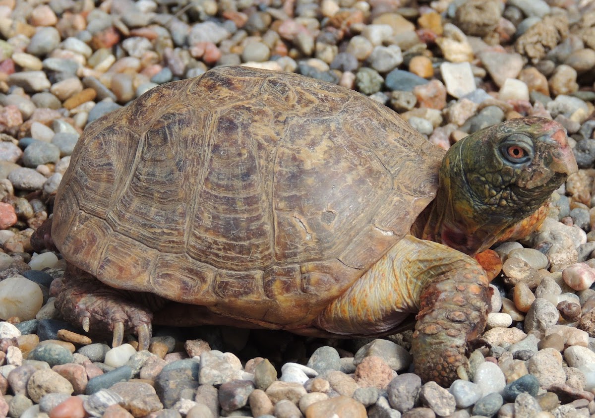 Desert Box Turtle