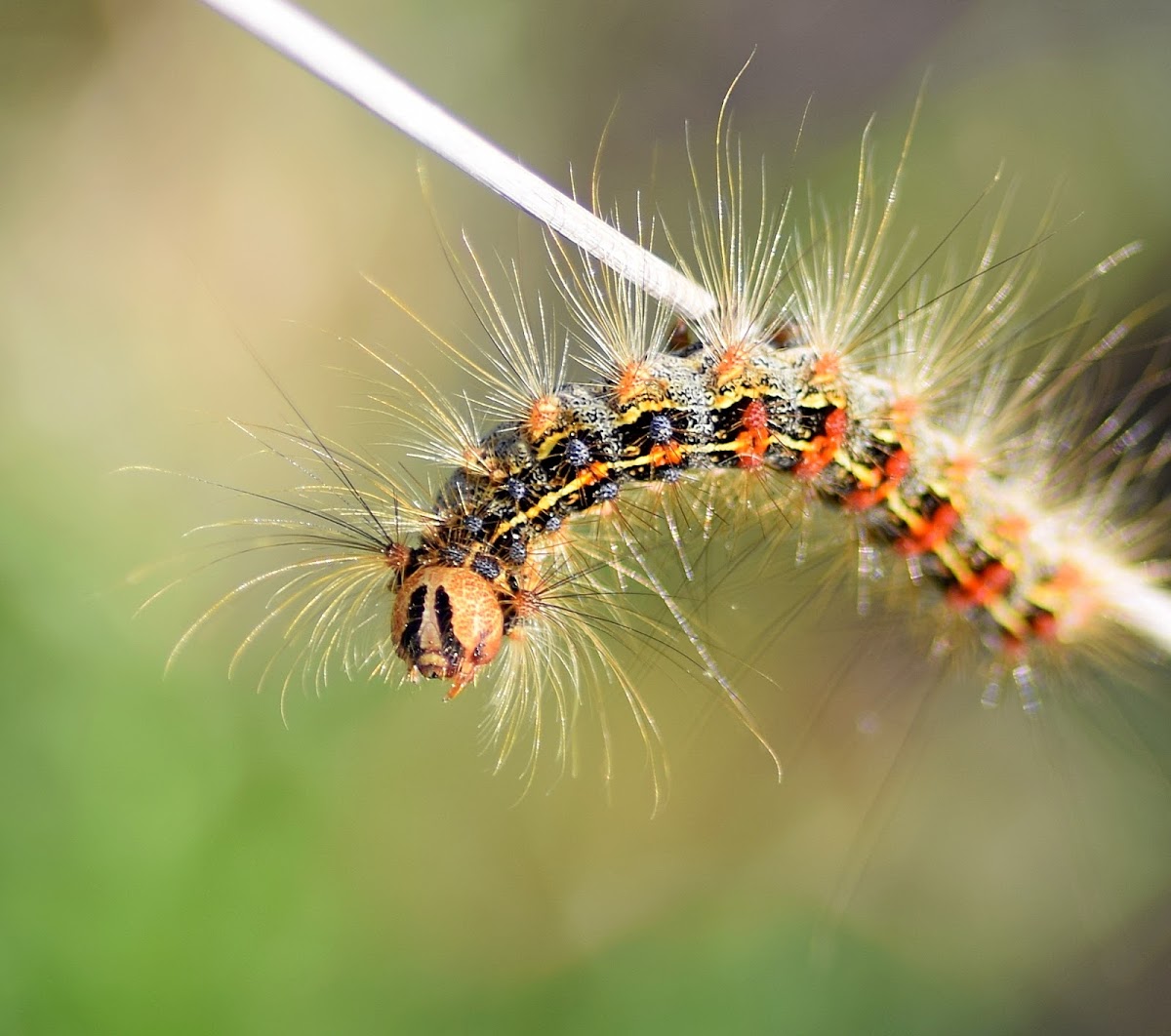 European Gypsy Moth