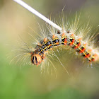 European Gypsy Moth