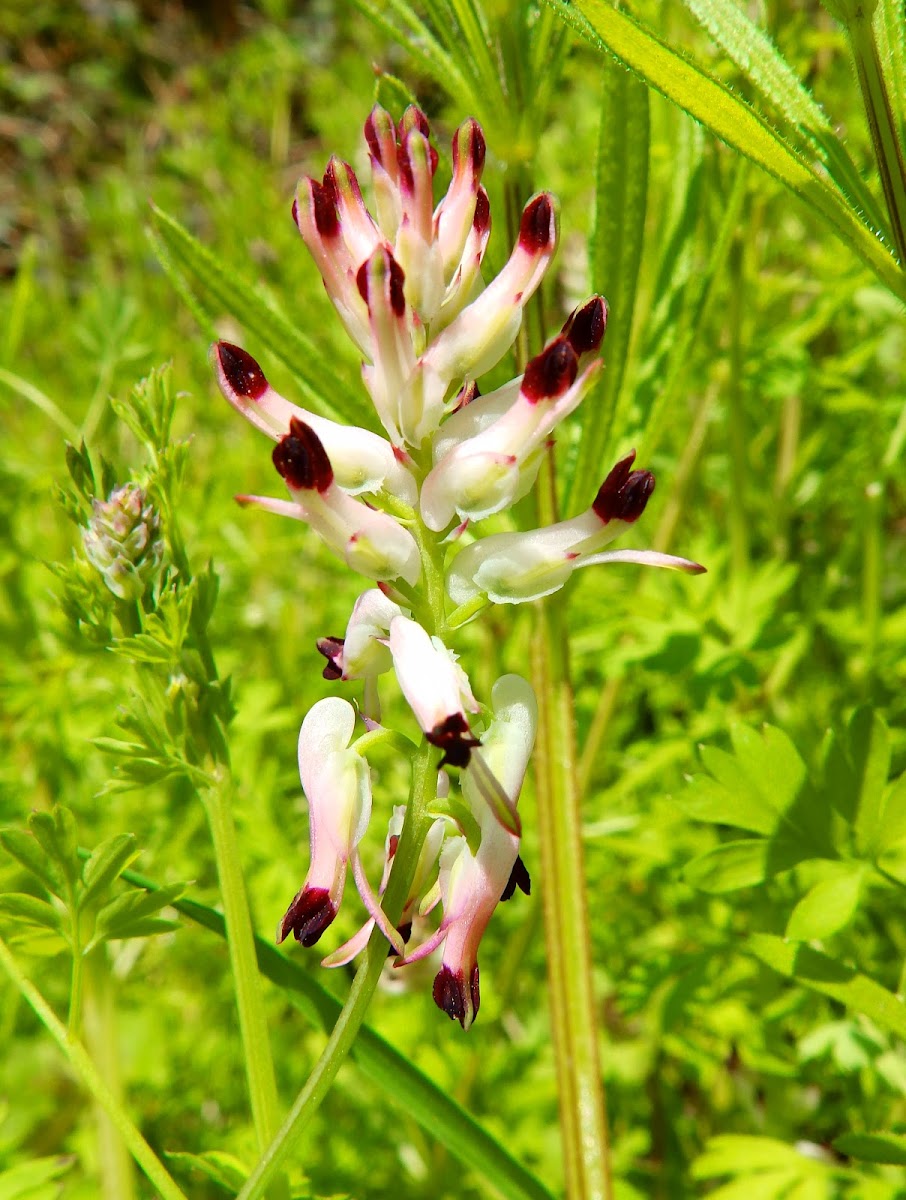 Common fumitory