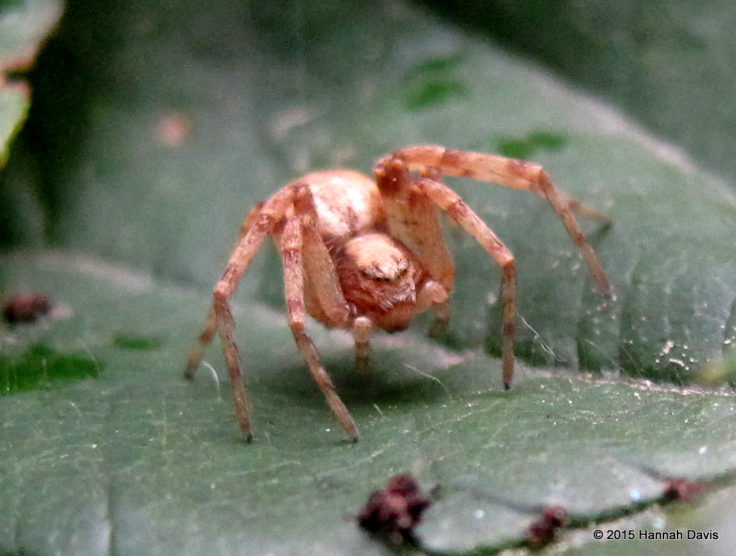 Philodromid crab spider, female