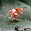 Philodromid crab spider, female