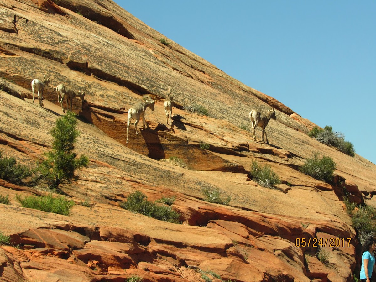 Desert Bighorn Sheep