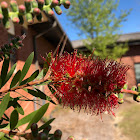 Crimson Bottlebrush