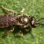 Metallic Sweat Bee