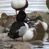 Ring-necked Duck