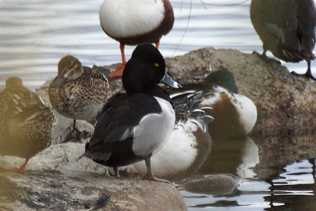 Ring-necked Duck