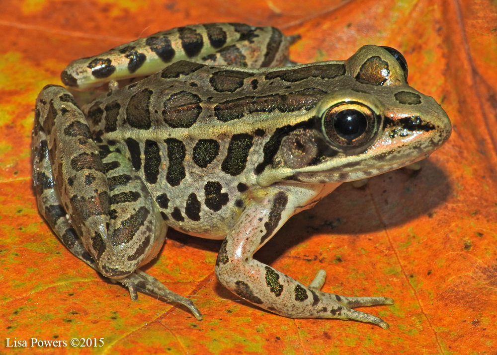 Pickerel Frog