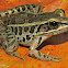 Pickerel Frog