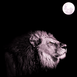 The King