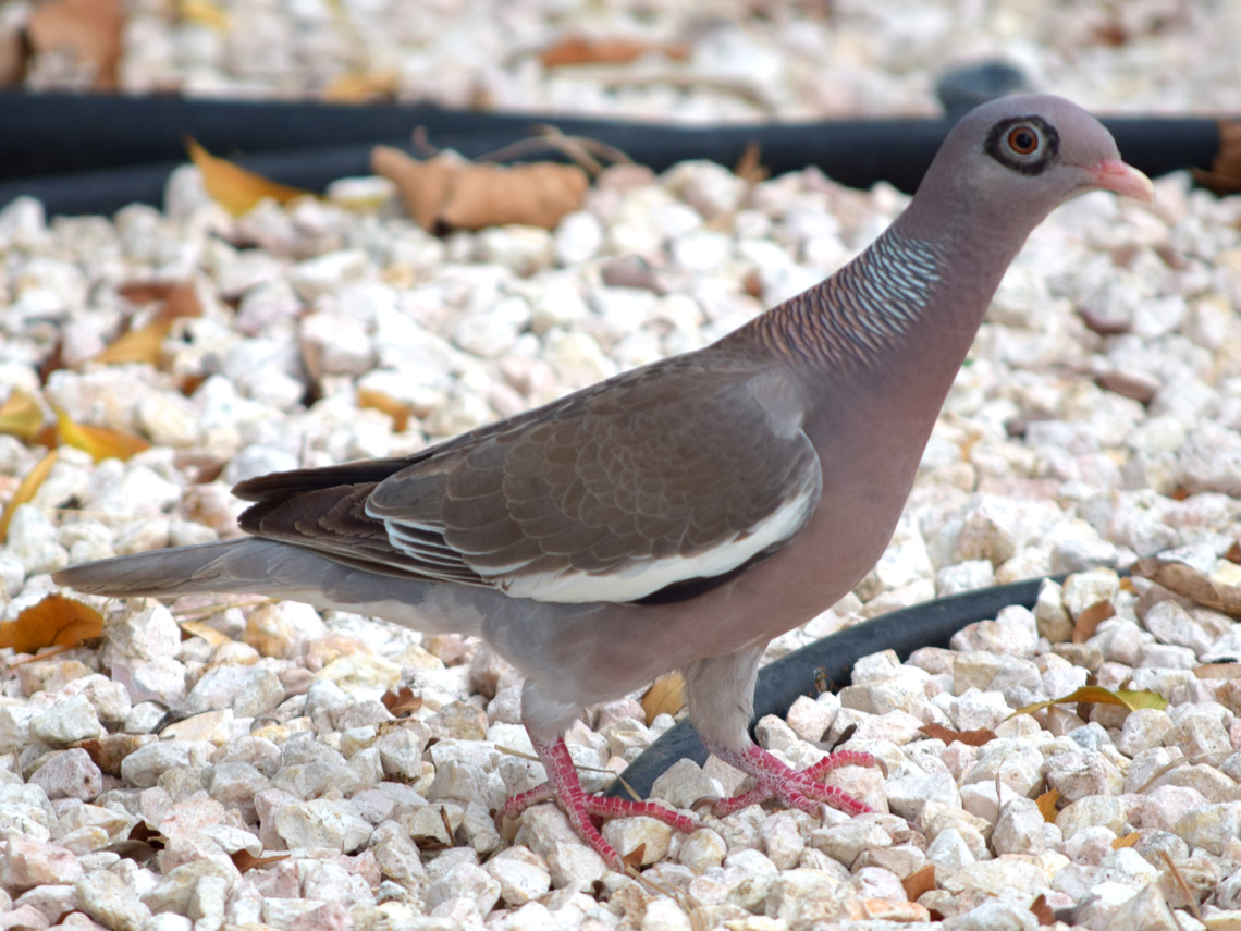 Bare-eyed Pigeon