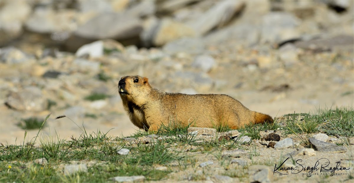 Marmot - -Himalayan Marmot. Local name-Phia,Mirgot in Ladakhi language