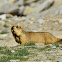 Marmot - -Himalayan Marmot. Local name-Phia,Mirgot in Ladakhi language