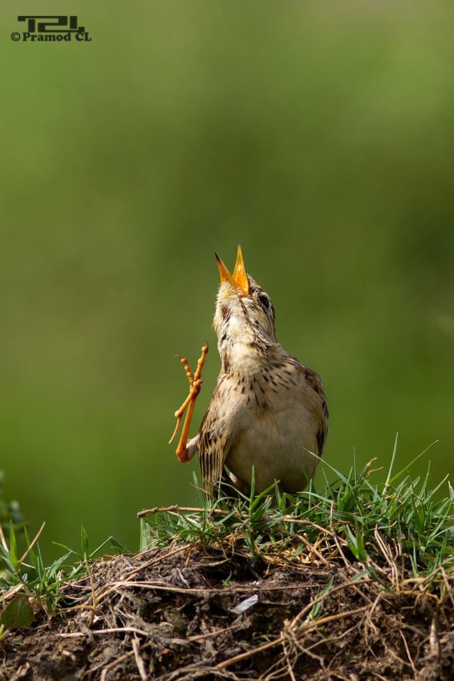 Oriental pipit