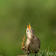 Oriental pipit