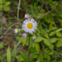 Daisy Fleabane