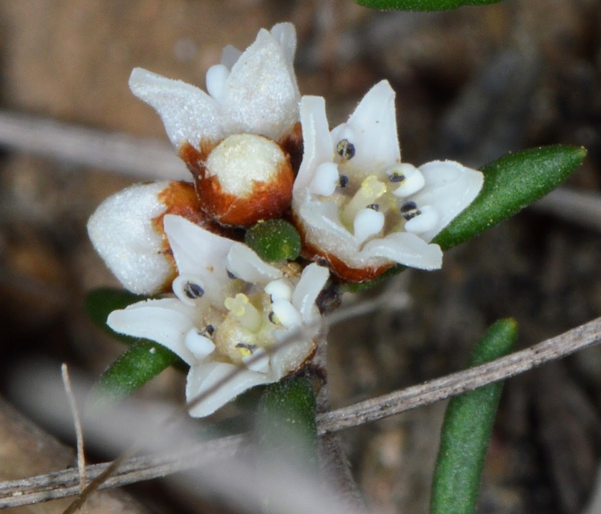 Prickly Cryptandra