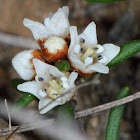 Prickly Cryptandra